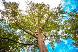 Trusted Vermillion, SD Tree Services Experts