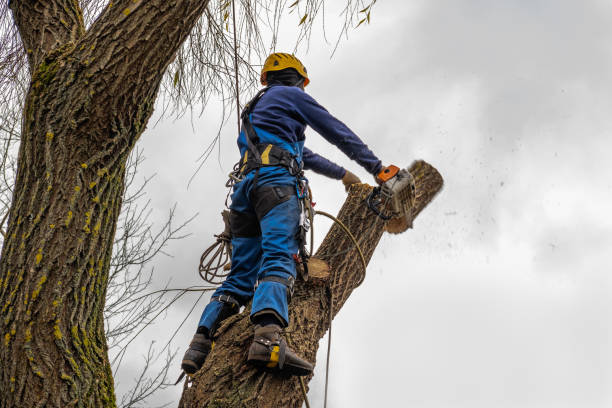 How Our Tree Care Process Works  in  Vermillion, SD